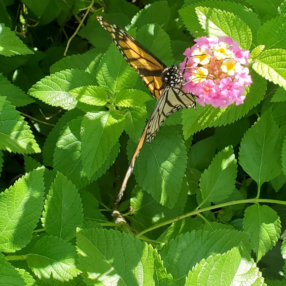 Meet your Posher, H S - Picture 3 of 3